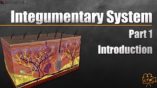 Integumentary System Pt 1 of 3 [upl. by Wagshul10]