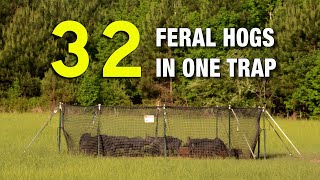 32 Feral Hogs in One Trap quotPig Brigquot Review [upl. by Rivera412]