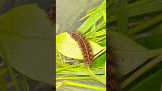 White Ermine Spilosoma lubricipeda caterpillar feeding [upl. by Aonehc]