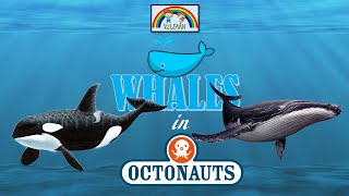 All the WHALES in OCTONAUTS  Know your Whales [upl. by Dnana]