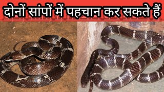 Common wolf snake by Information And Common krait Information By  Harshit Jagrat [upl. by Annovy]