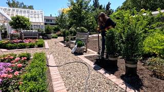 Potting Up Heirloom Mums Pruning Tree Roses amp Planting Boxwoods 🌸✂️🌲  Garden Answer [upl. by Vivl]