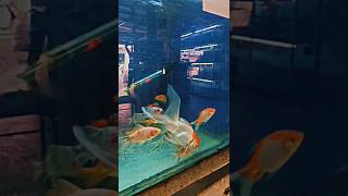 😱🐠Big size gold fishes red cap oranda goldgoldfish aquarium fishes [upl. by Yankee]