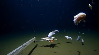 Scientists break world record for deepest fish ever caught [upl. by Alger167]