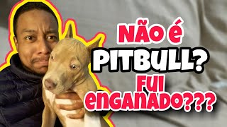 Meu filhote é pitbull Como saber se comprei certo [upl. by Anirtac]