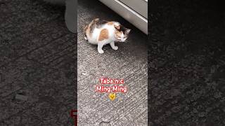 Taba n c Ming Ming catshorts shortvideo [upl. by Isolde]