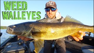 Everything To Know About Weed Walleye Fishing [upl. by Ardnuassac]