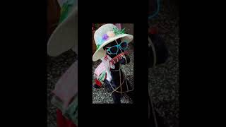 Cute decorated horse art handmadecreation youtubeshorts [upl. by Jak]