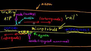 Part 3  Axonal Transport [upl. by Marguerita]