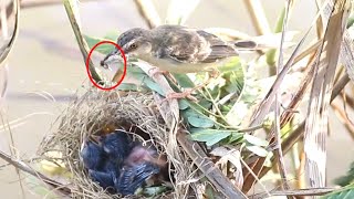 quotSelfSufficient Nestlings How Baby Birds Survive Without Momquot [upl. by Akamaozu]