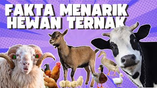 Fakta Menarik Hewan Ternak  Belajar Bersama Sapi Domba Kambing Ayam dan Bebek [upl. by Idnahs454]