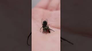 Tiny Widow Jumping Spider vs Green Bottle Fly [upl. by Trask]