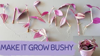 GROW A BUSHY TRADESCANTIA ZEBRINA THE EASIEST WAY TO PROPAGATE TRADESCANTIA ZEBRINA WANDERING JEW [upl. by Ikceb]