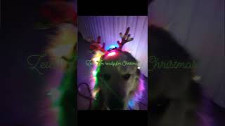 Zeus big fluffy white dog He got ready for Christmas Please like and subscribefunny dog [upl. by Ready]