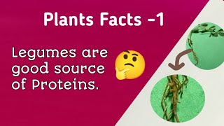 Legumes are good source of Protein Root nodules Rhizobium [upl. by Aerdnaeel]