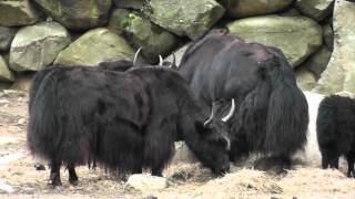 On Location The Yak [upl. by Jordison]