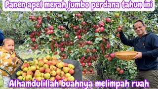 PERDANA‼️ PANEN APEL MERAH JUMBO  ALHAMDULILLAH HASILNYA MELIMPAH [upl. by Aika]