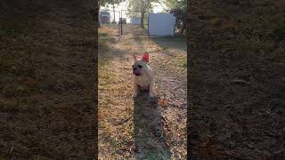 Cream Frenchie Short 5 Months Old Female viralshorts [upl. by Rednal228]