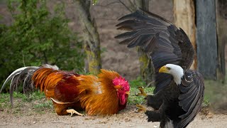 Chicken Dominates Fights Off Eagle Dog and People  When the chicken fought back [upl. by Essam]