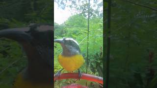 Pretty and fast Bananaquit enjoys nectar from hummingbird feeder bananaquit [upl. by Bushweller277]