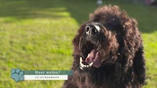 Rashond van de week Labradoodle [upl. by Asserat924]