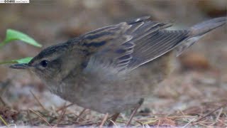 Pallass Grasshopper Warbler Locustella certhiola [upl. by Nillok]