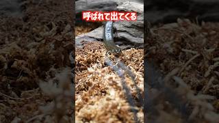 呼ばれて出てくる、ウナギイヌ！ 爬虫類 reptiles shorts ふじぴこ [upl. by Raphael]