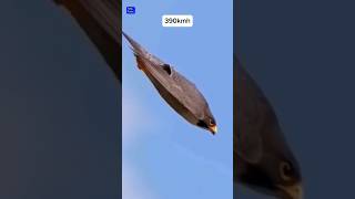 Peregrine Falcon 😱 facts shorts [upl. by Nowed]