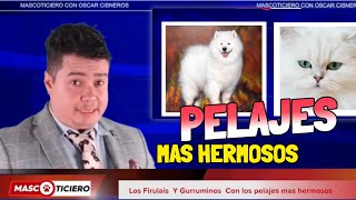 🐶🐱 Perros y Gatos con los pelajes más Hermosos  Mascoticiero con OSCAR CISNEROS [upl. by Hillie]