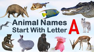 Animal Names starting with letter A Spelling Picture vocabulary animals explore animalslover [upl. by Walke548]