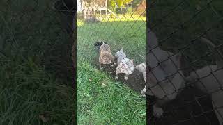 Dog breeders hit me up in the comments americanbullypocket dogs dogshorts dogghouse ￼ subscribe [upl. by Sullivan]