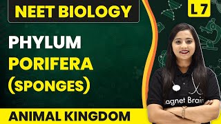 Phylum  Porifera Sponges  Animal Kingdom  L7  NEET Biology [upl. by Selwin]