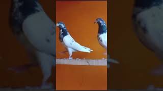 10 nbr tedy ch wala pair available pegionlover kabotrbazi shortvideo [upl. by Joete]