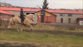 The 5 gaits of the icelandic horse [upl. by Aihsotal]