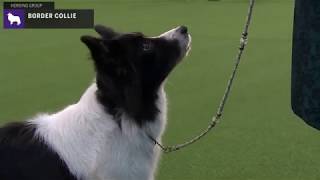 Border Collies  Breed Judging 2020 [upl. by Sandon423]