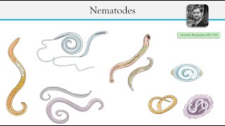 Parasitic roundworms  Nematodes [upl. by Haye]