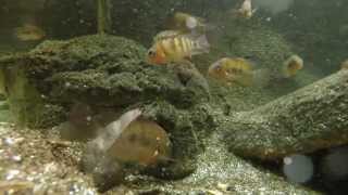 Central American Cichlids [upl. by Jacquelin]