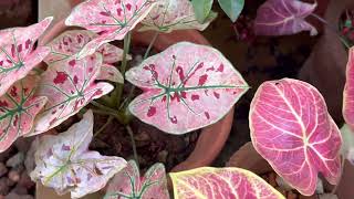 Caladium Plants growing from bulbs [upl. by Maleeny196]