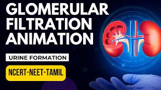 Glomerular Filtration Animation  Urine Formation  Excretory Products amp Elimination  NCERTXINEET [upl. by Akcirahs]