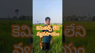 Drone Spraying Organic Solutions Doodkada Kashayam amp Bramhastram for Blight Control in Navara Paddy [upl. by Ulric]