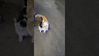 Cute Cats Dancing To A Beat After I Fed Them A Tasty Treat cutecats cuteanimals happycats [upl. by Kirk]