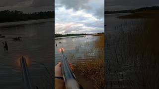 BIRD LANDED WHILE STANDING IN DECOYS  DUCK HUNTING 2024  shorts duckhunting waterfowl hunting [upl. by Githens]