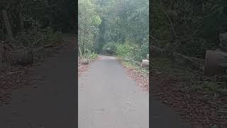 Gaur IndianBison ThonimalaiPandrimalai Adalur Dindigul wildlife Forest Hills [upl. by Hakaber]