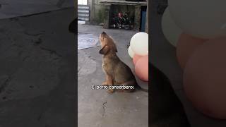 Lo dio todo 🐶🔥 Canserbero Perro Shorts reaccion [upl. by Dar371]