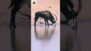 Sable antelope captured while drinking water  Woody [upl. by Nellaf]