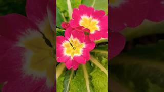 Beautiful Prime Rose Update shortsvideo primula primrose [upl. by Yecram837]