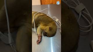 This Kinkajou Urgently Needs Help [upl. by Noell]