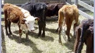 See the difference  Deworming of Calves [upl. by Ricoriki]