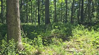 Woodland Management Moment Oak Regeneration  Protecting Seedlings [upl. by Betteann392]