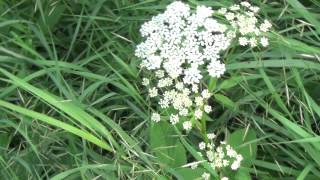 Scharfgarbe  Achillea millefolium  Yarrow [upl. by Nnaylloh]